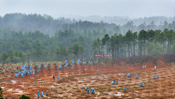 2024年2月28日，江西省吉安市吉州区组织机关党员干部和志愿者正在进行义务植树。